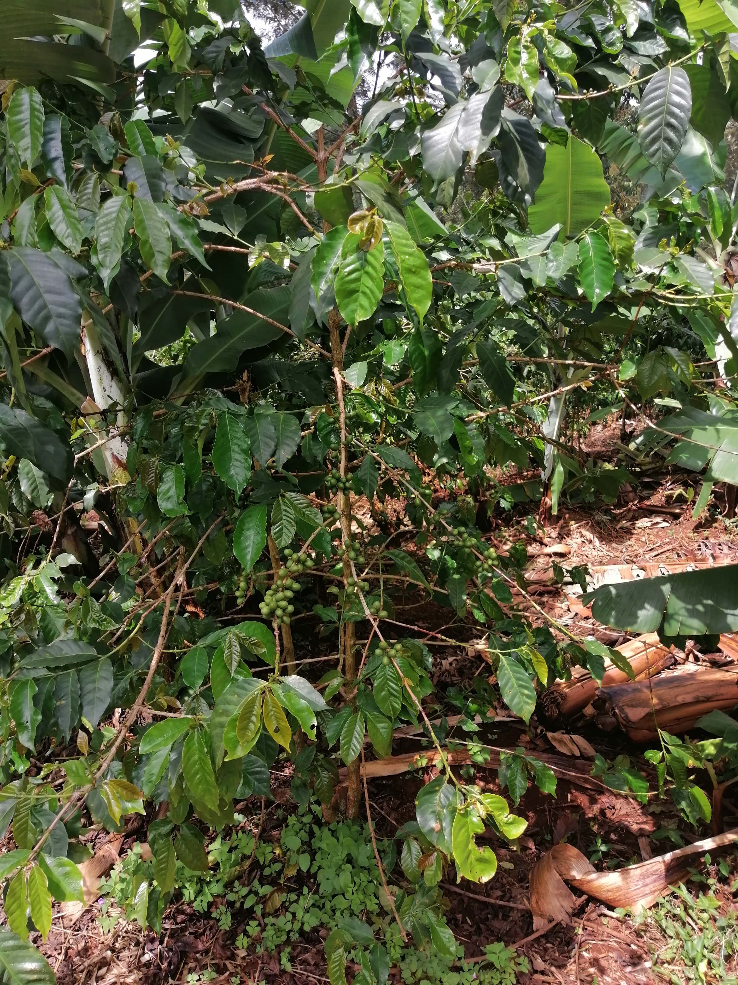 Our 5.75-Acre Coffee with Well-fed Cherries